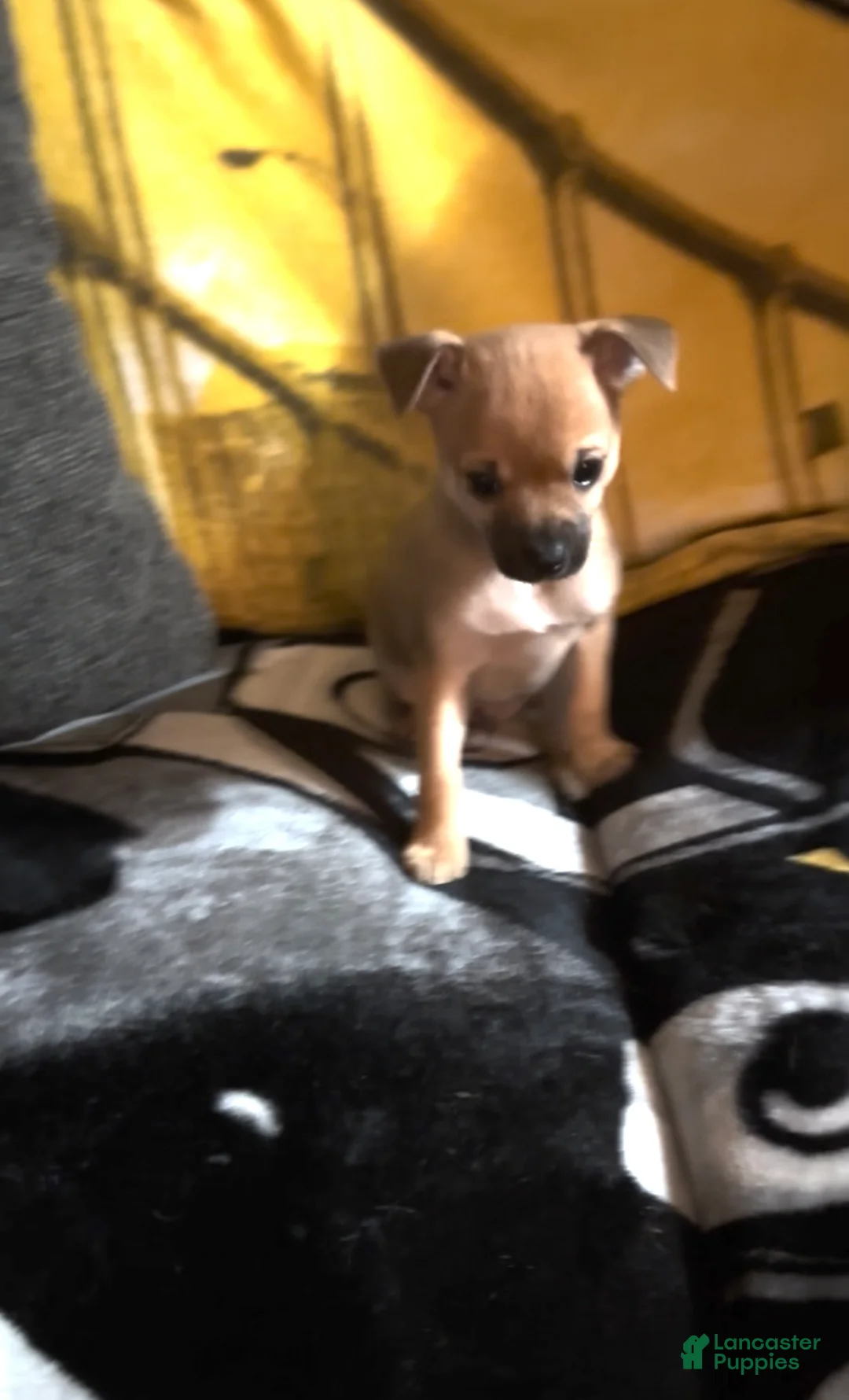 Chihuahua dogs for sale: Chihuahua Puppy 1 - Ad 21