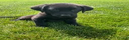 Labrador Retriever dogs for sale: Jasper - Ad 1