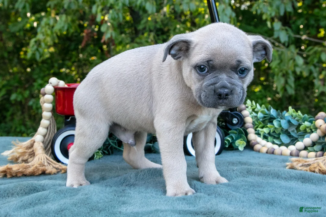 Frenchton dogs for sale: Chester - Ad 3