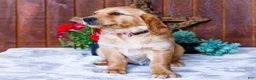 Golden Retriever dogs for sale: Dahlia - Ad 4