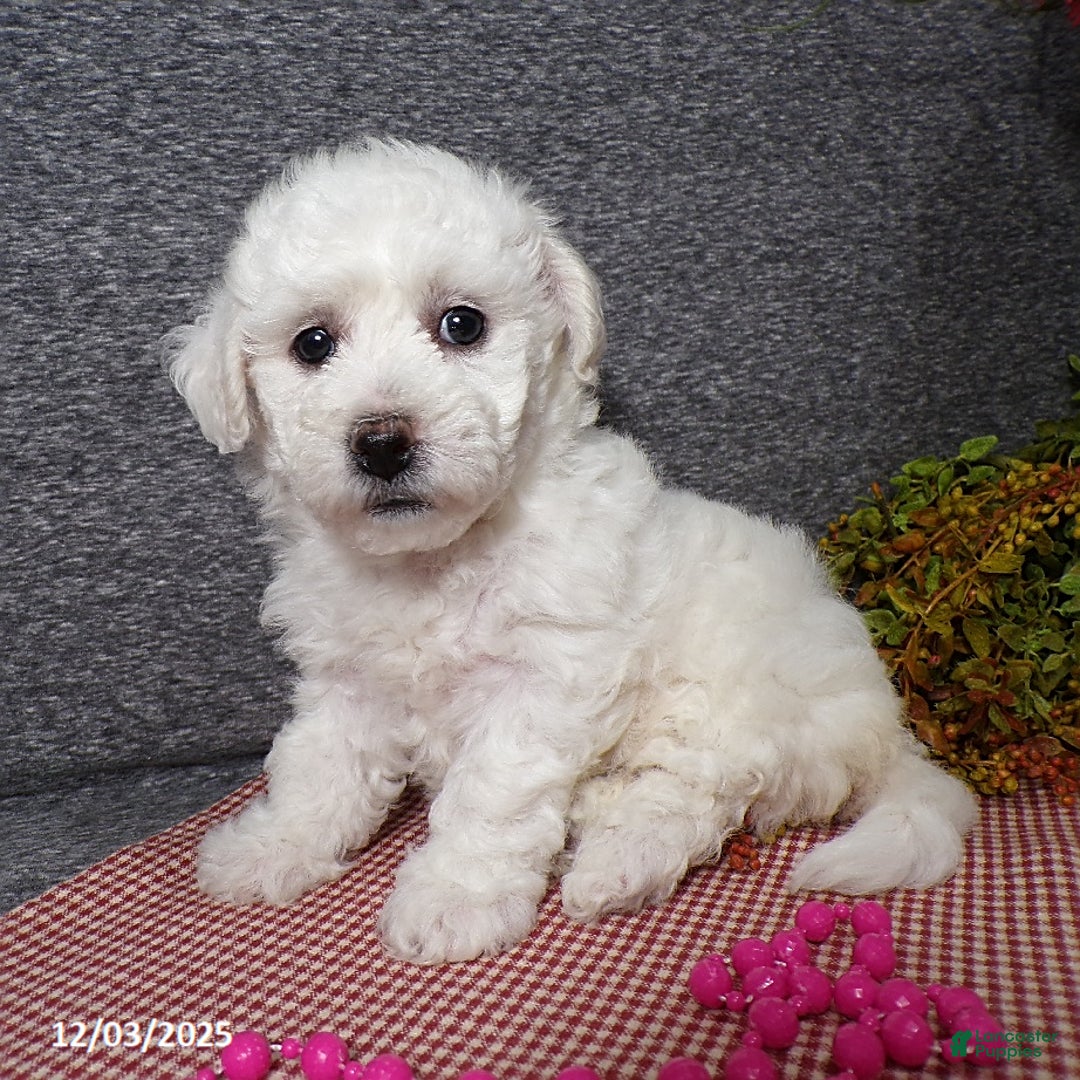 Bichon Frise dogs for sale: Angel - Ad 2