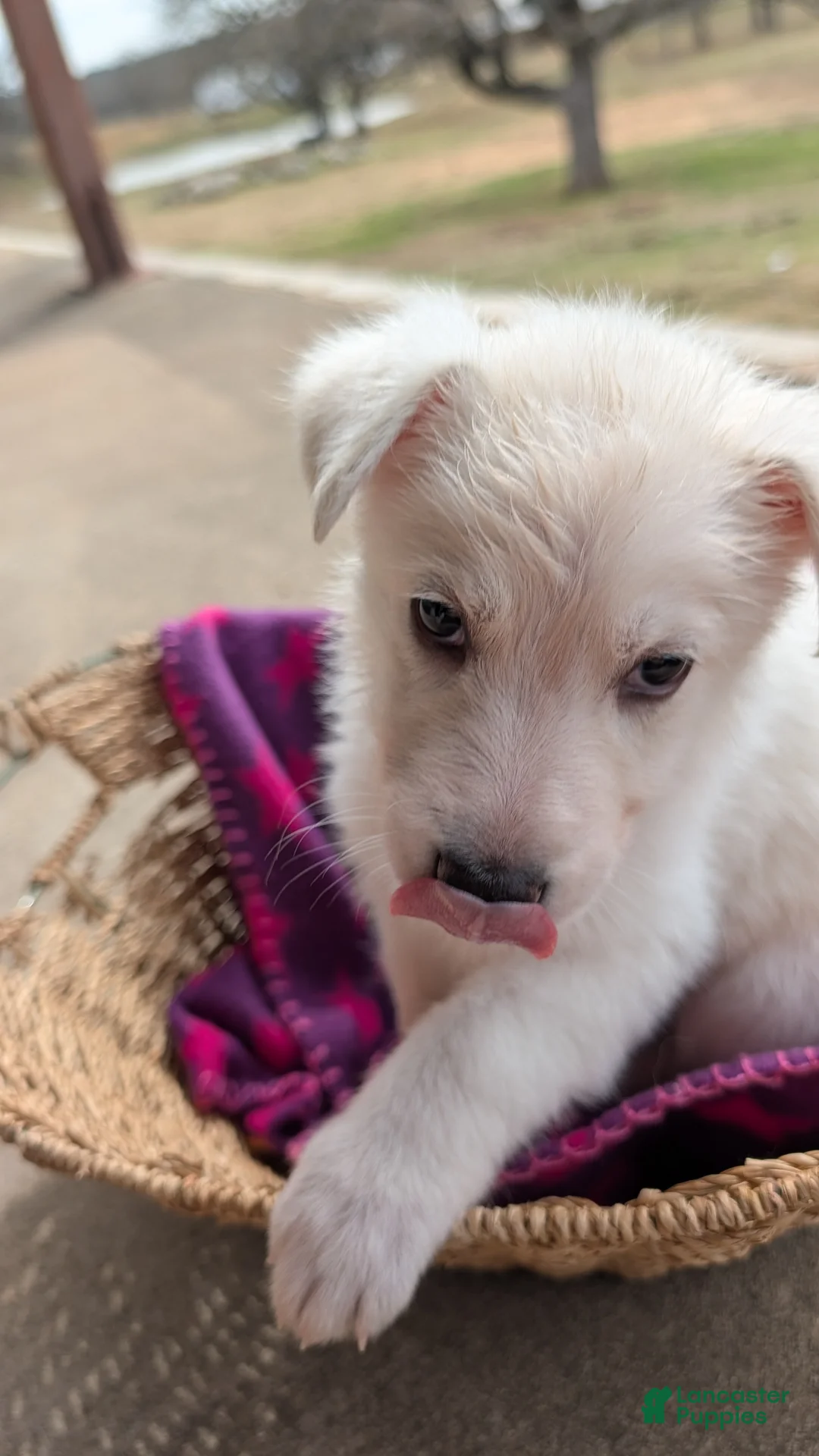 German Shepherd dogs for sale: McKinley - Ad 4