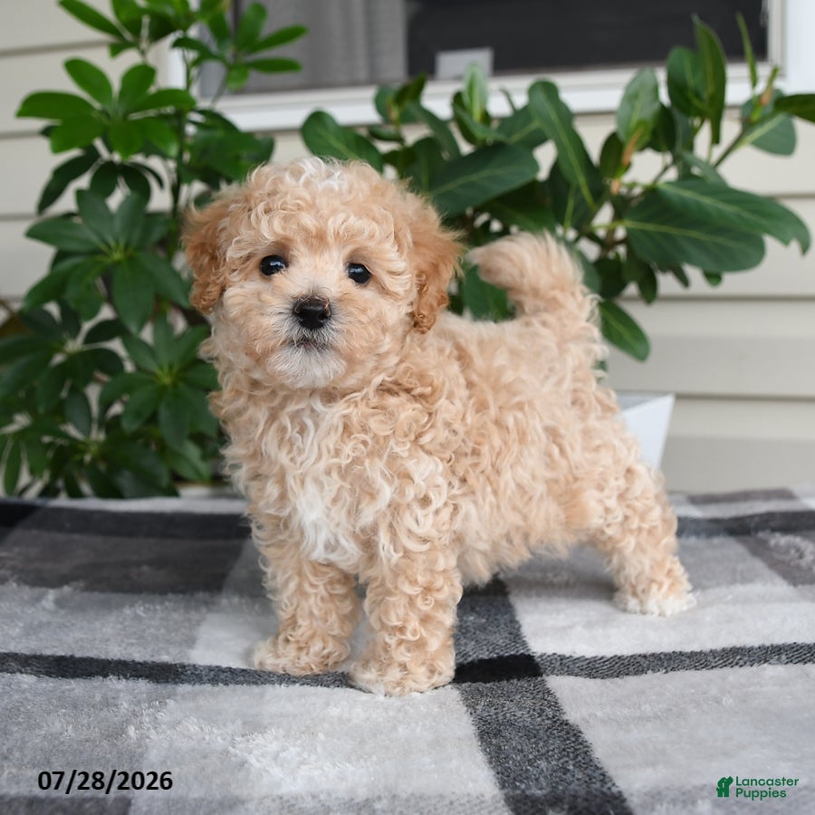 Maltipoo dogs Lincoln - Ad 1