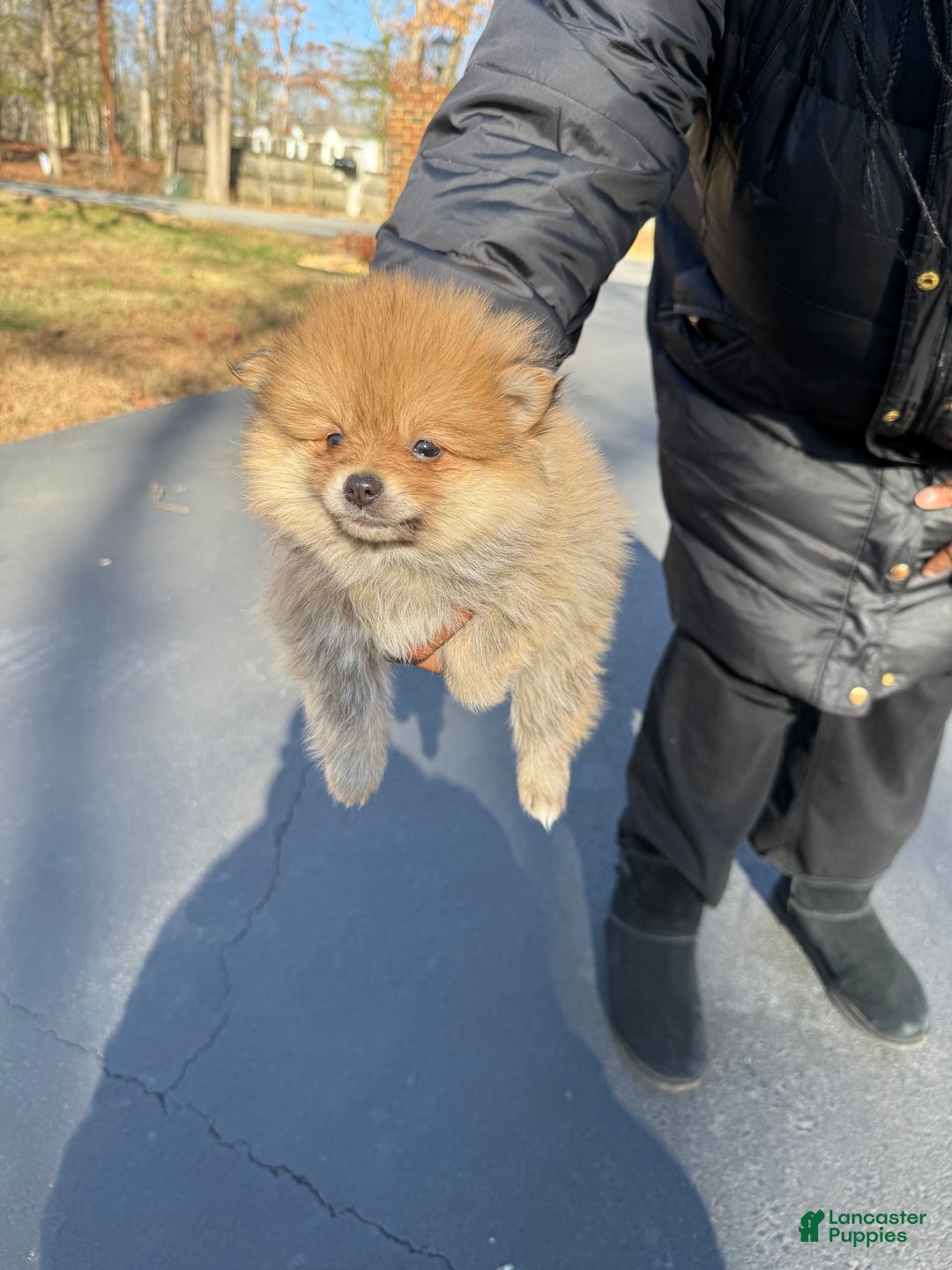 Pomeranian dogs for sale: Pomeranian Puppy 3 - Ad 3