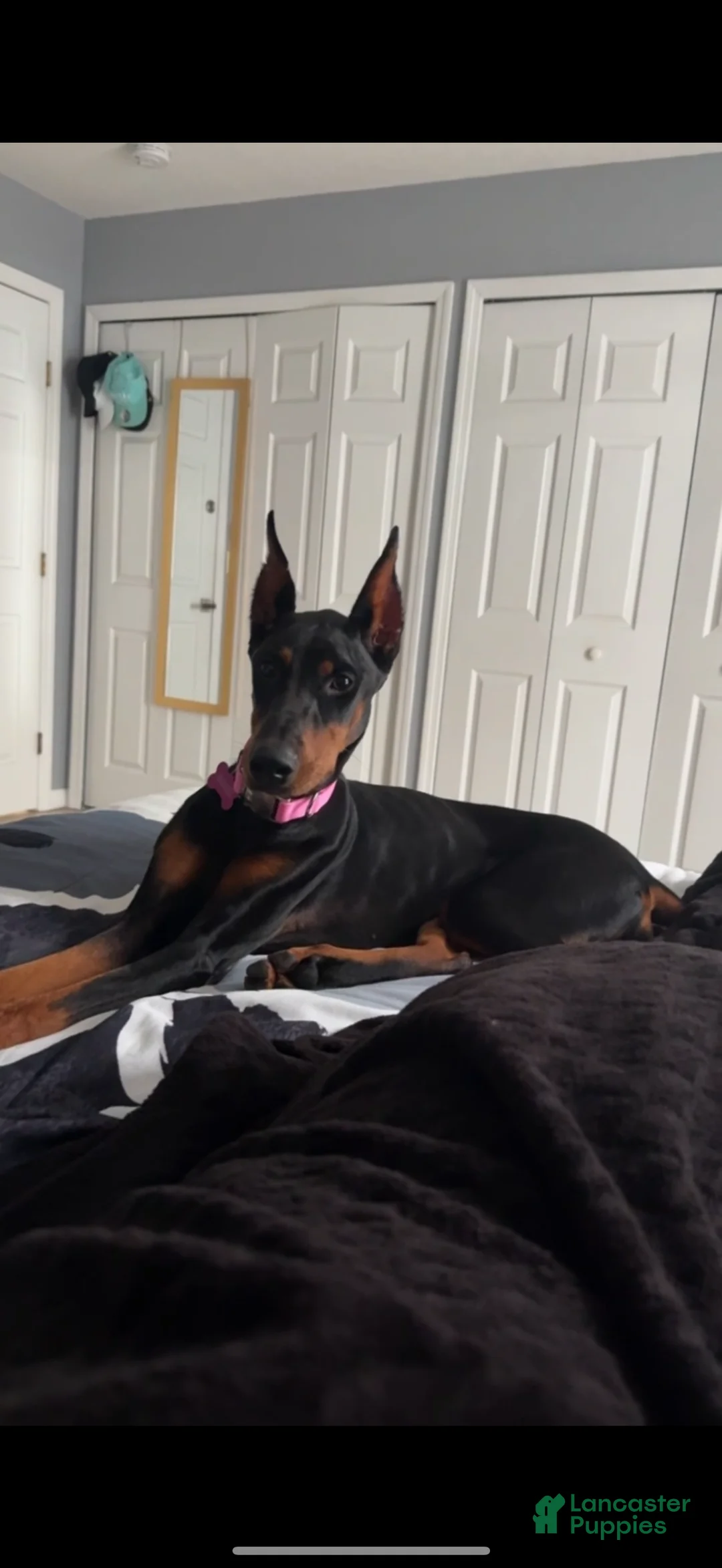 Doberman Pinscher dogs for sale: Doberman Pinscher Puppy 1 - Ad 4