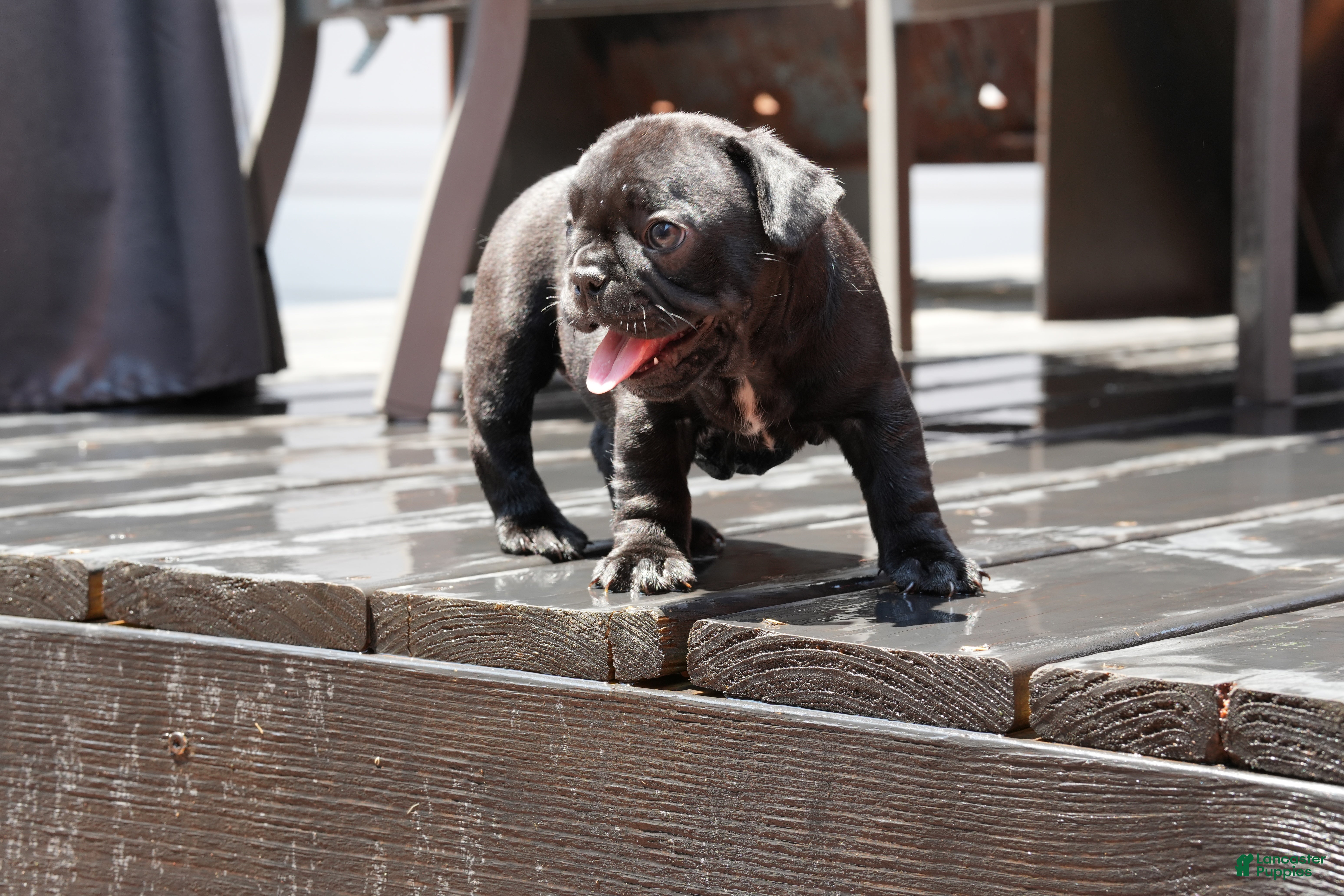 French Bulldog dogs Stitch - Ad 1