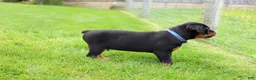 Rottweiler dogs for sale: Knox - Ad 13