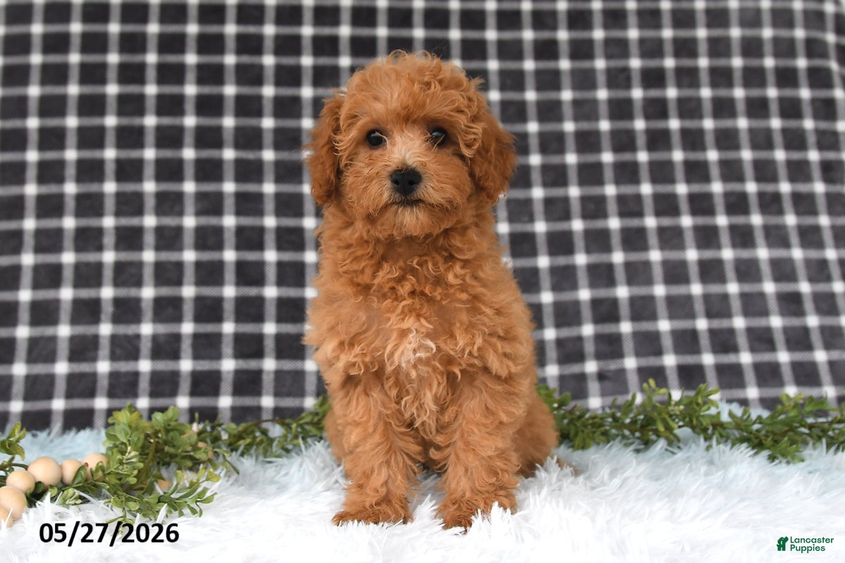 Bichpoo dogs Franci - Ad 1