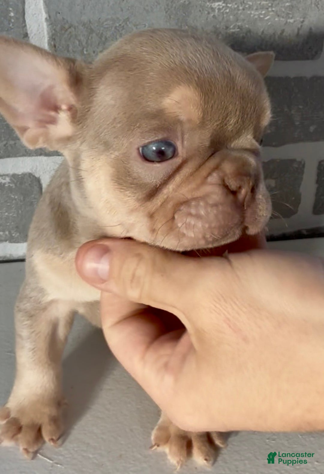 French Bulldog dogs for sale: Isabella - Ad 3