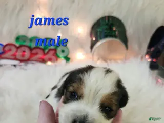 English Springer Spaniel dogs James - Ad 1