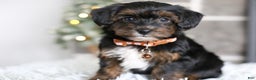 Yorkiepoo dogs for sale: Emmitt - Ad 10