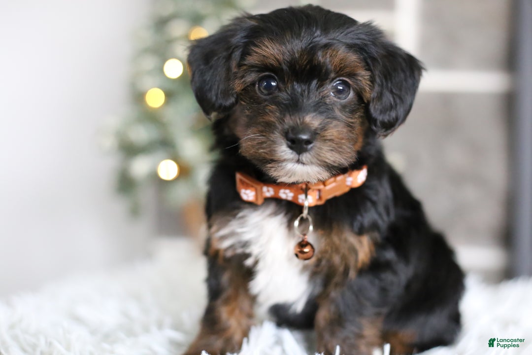 Yorkiepoo dogs for sale: Emmitt - Ad 10