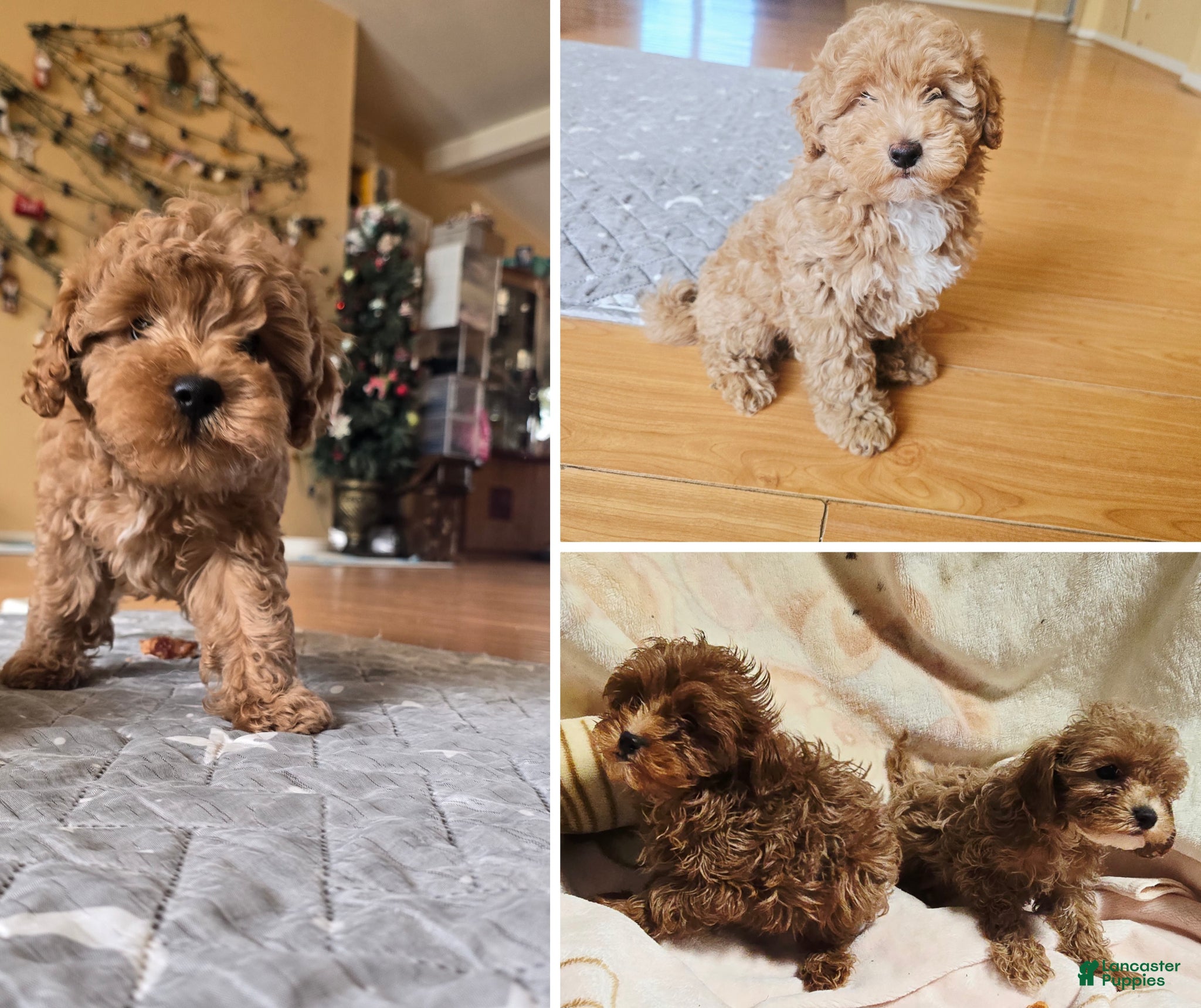 Maltipoo dogs Maltipoo Puppy 1 - Ad 15