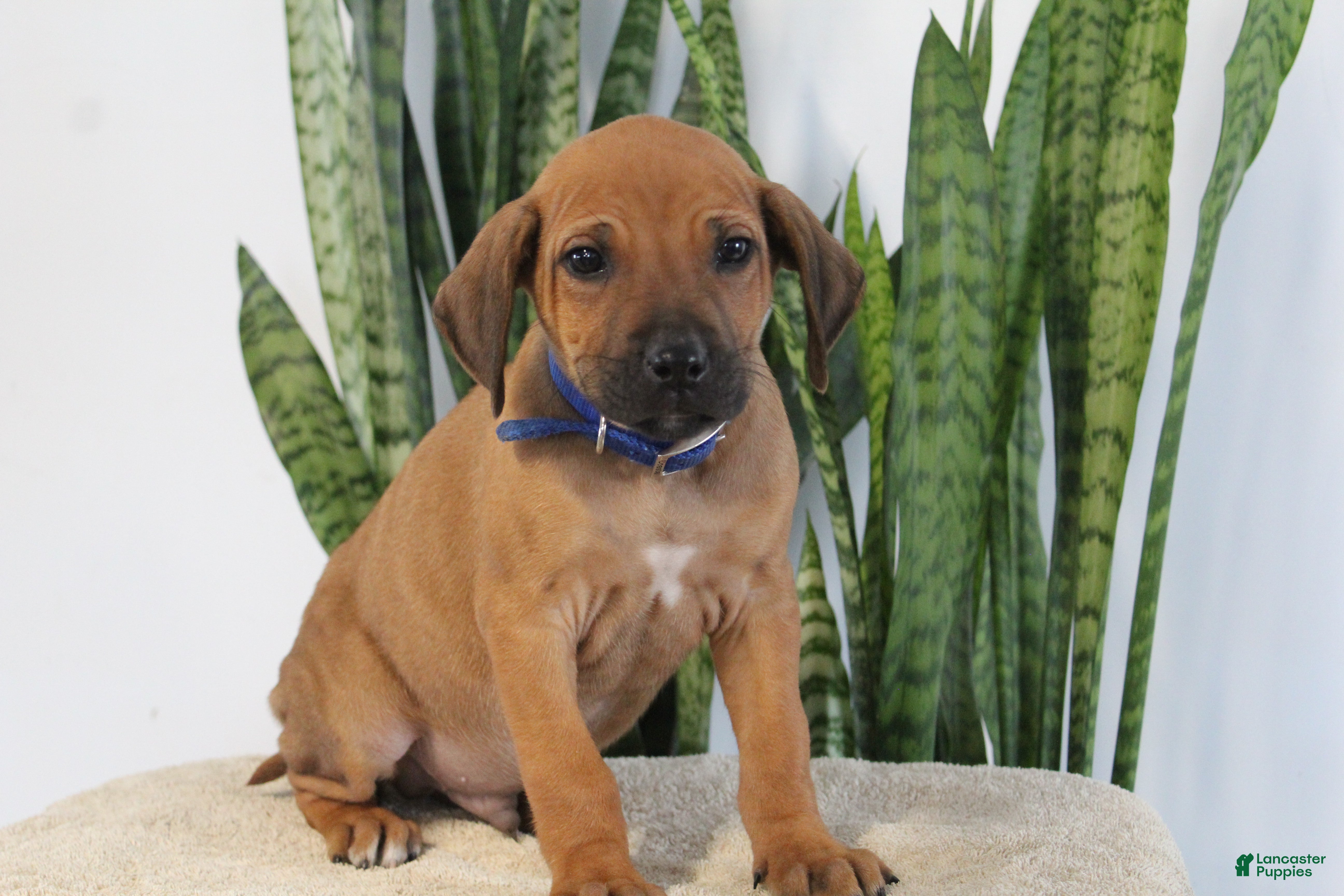 Rhodesian Ridgeback dogs Benji - Ad 4