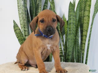 Rhodesian Ridgeback dogs Benji - Ad 4