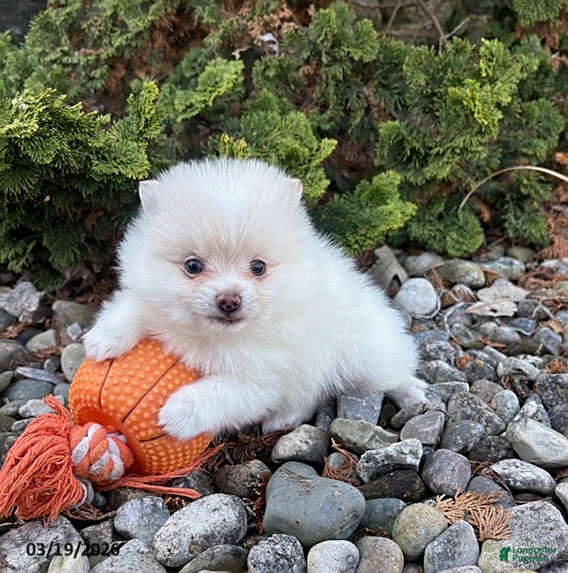 Pomeranian dogs Zeppelin - Ad 2