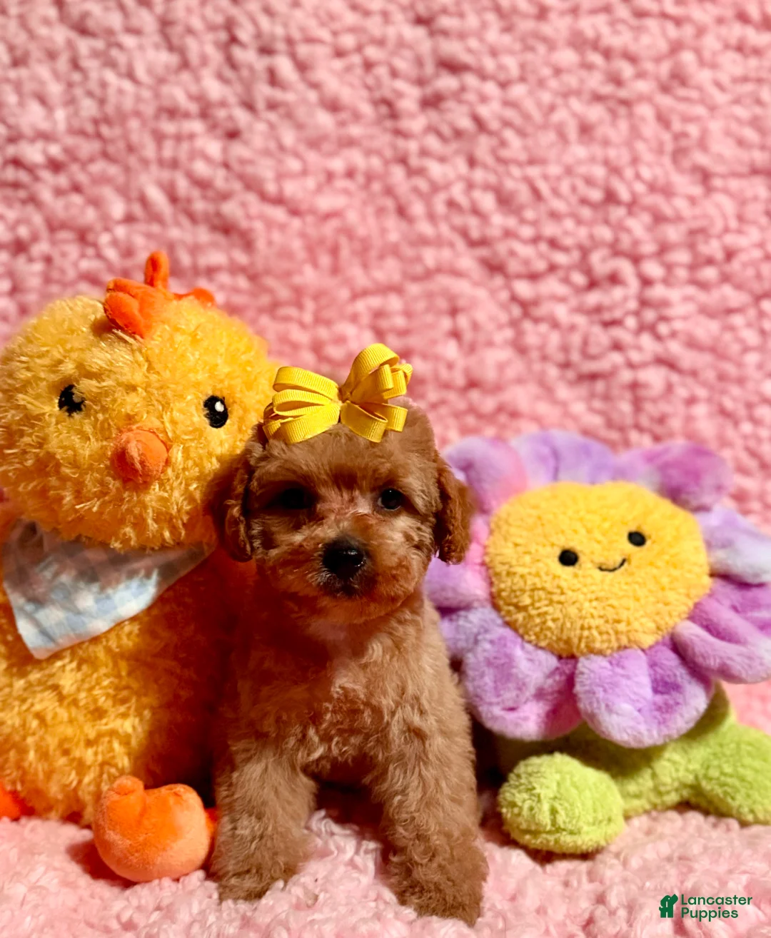 Toy Poodle dogs for sale: Flower - Ad 2