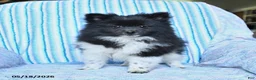 Pomsky dogs for sale: Star - Ad 4