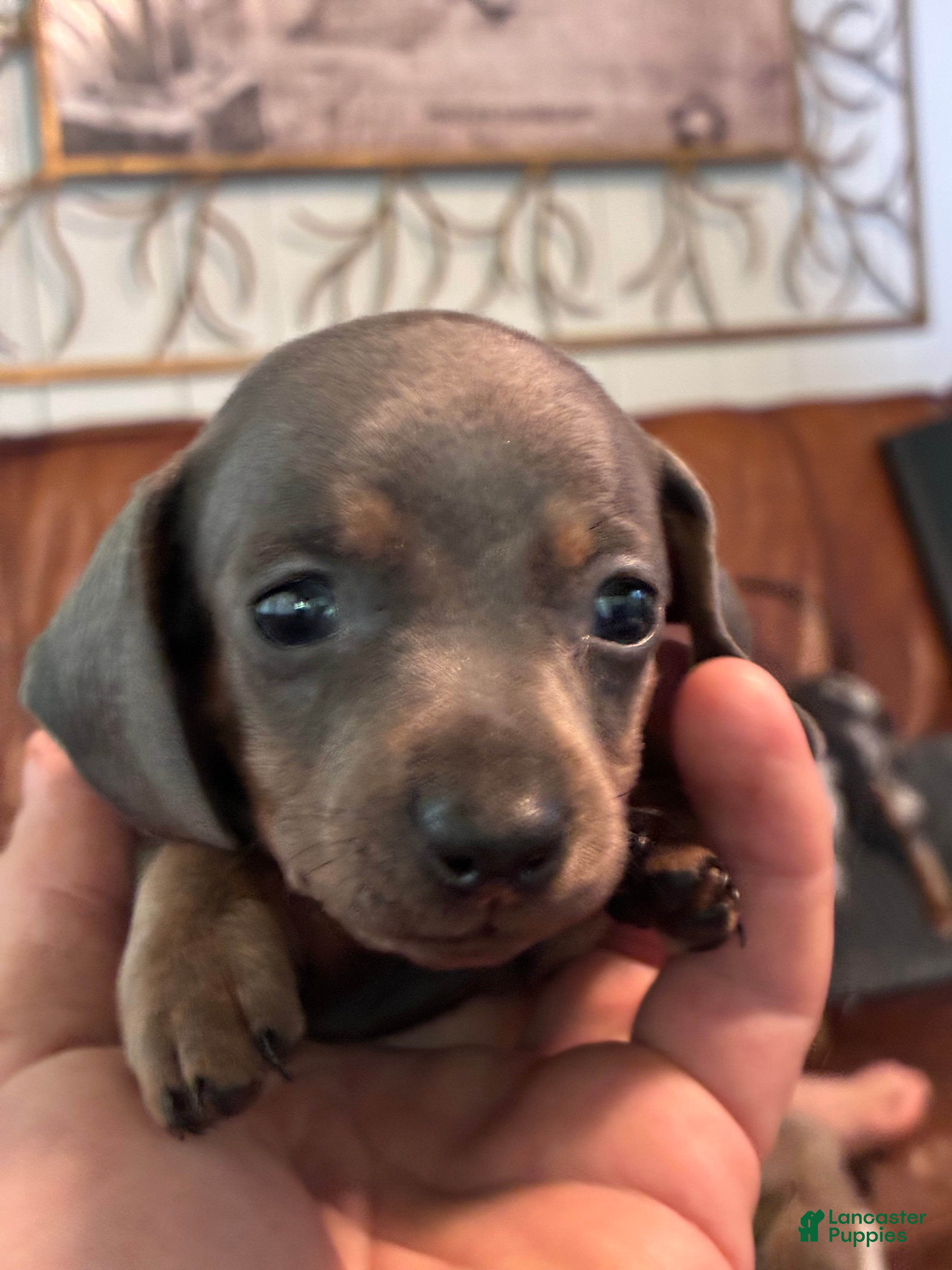 Miniature Dachshund dogs Miniature Dachshund Puppy 4 - Ad 2