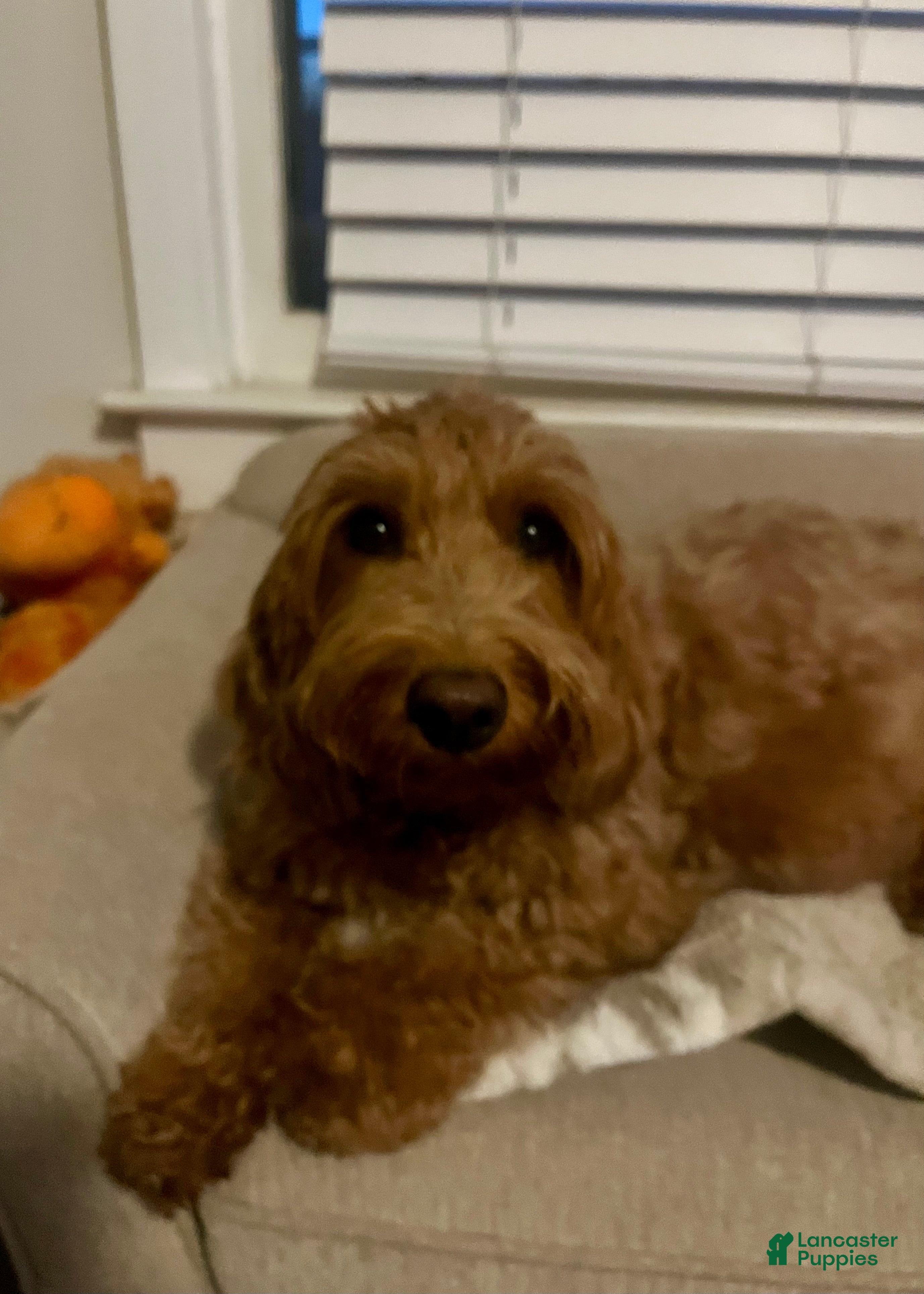 Mini Goldendoodle dogs Bagel - Ad 2