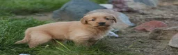 Golden Retriever dogs for sale: Amy Golden Retriever  - Ad 4