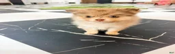 Pomeranian dogs for sale: Fallon  - Ad 13