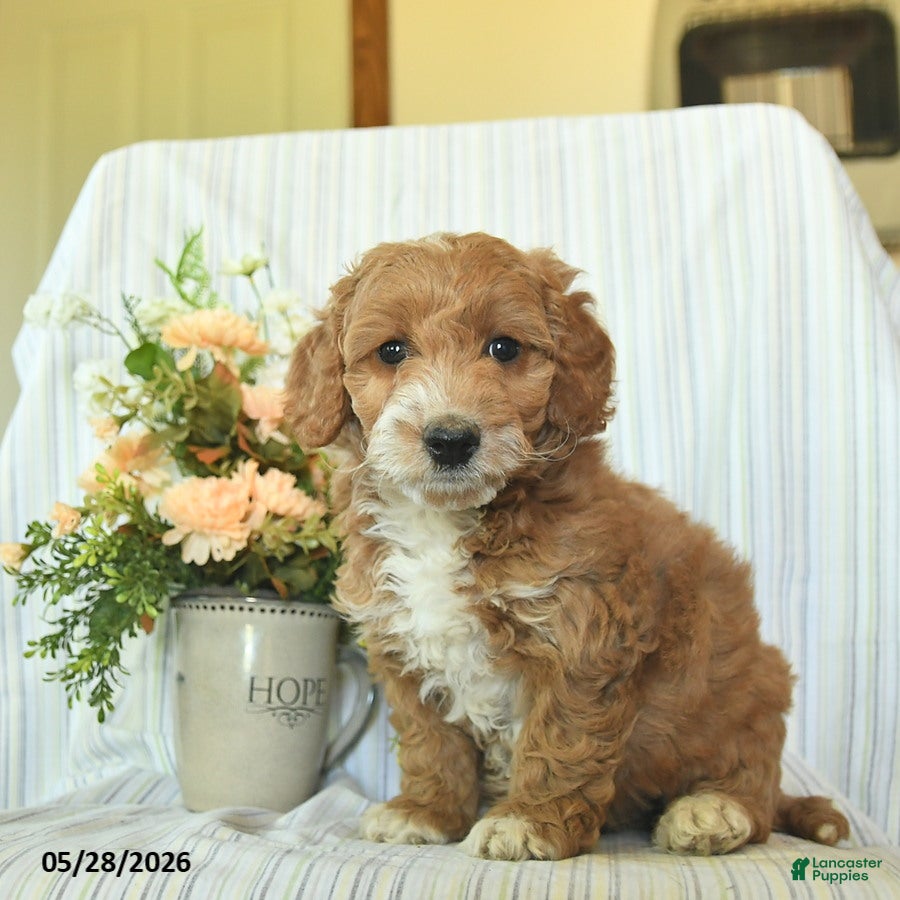 Mini Goldendoodle dogs for sale: Ivy  - Ad 3