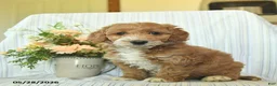 Mini Goldendoodle dogs for sale: Ivy  - Ad 1