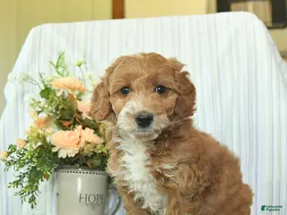 Mini Goldendoodle dogs for sale: Ivy - Ad 3