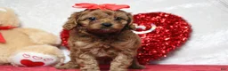 Cavapoo dogs for sale: Honey - Ad 2