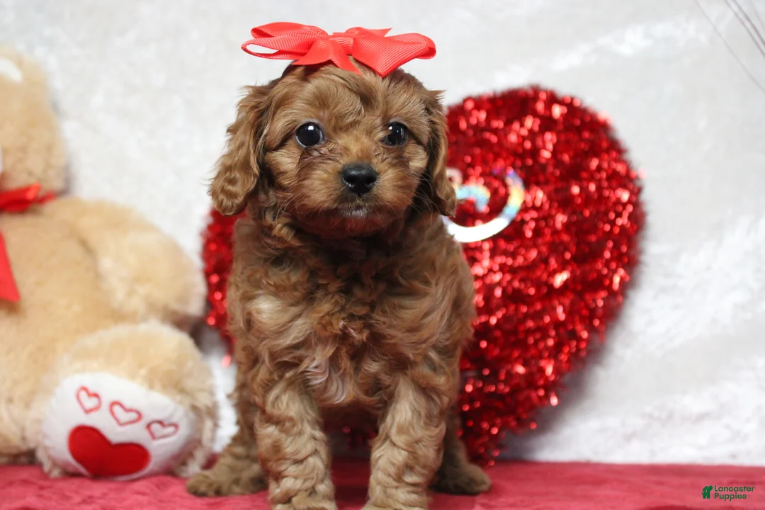 Cavapoo dogs for sale: Honey - Ad 2