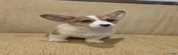Welsh Corgi Pembroke dogs for sale: Welsh Corgi Pembroke 5 - Ad 3
