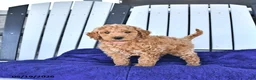 Mini Goldendoodle dogs for sale: Paisley - Ad 3