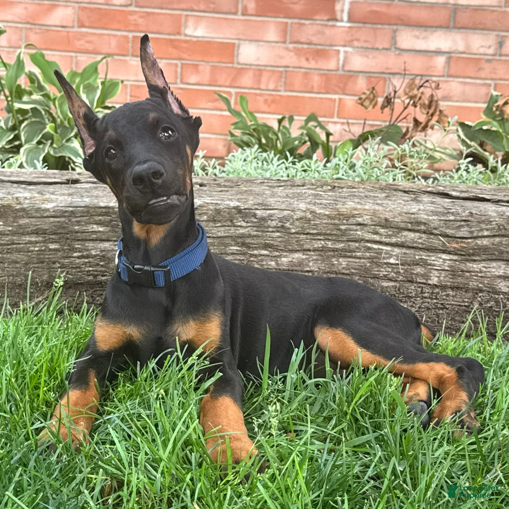Doberman Pinscher dogs Amika - Ad 1