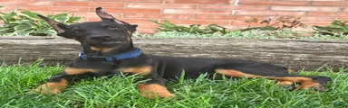Amika
