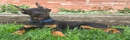 Doberman Pinscher dogs for sale: Amika - Ad 1