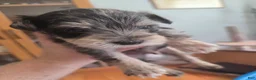 Miniature Schnauzer dogs for sale: Rice - Ad 9