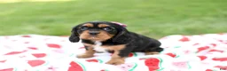 Cavalier King Charles Spaniel dogs for sale: Nova - Ad 3