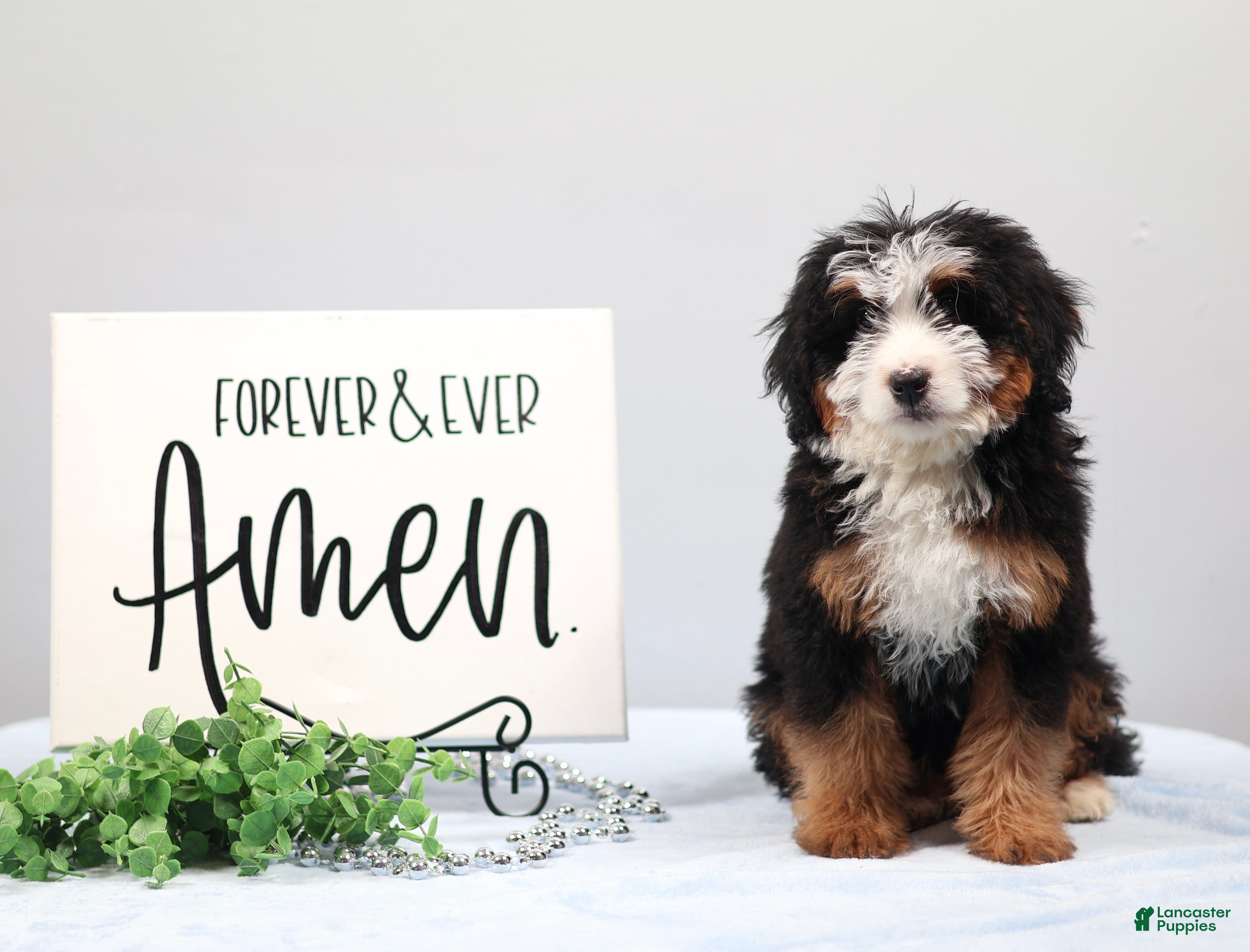 Mini Bernedoodle dogs Demi - Ad 1