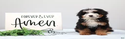 Mini Bernedoodle dogs for sale: Demi - Ad 4