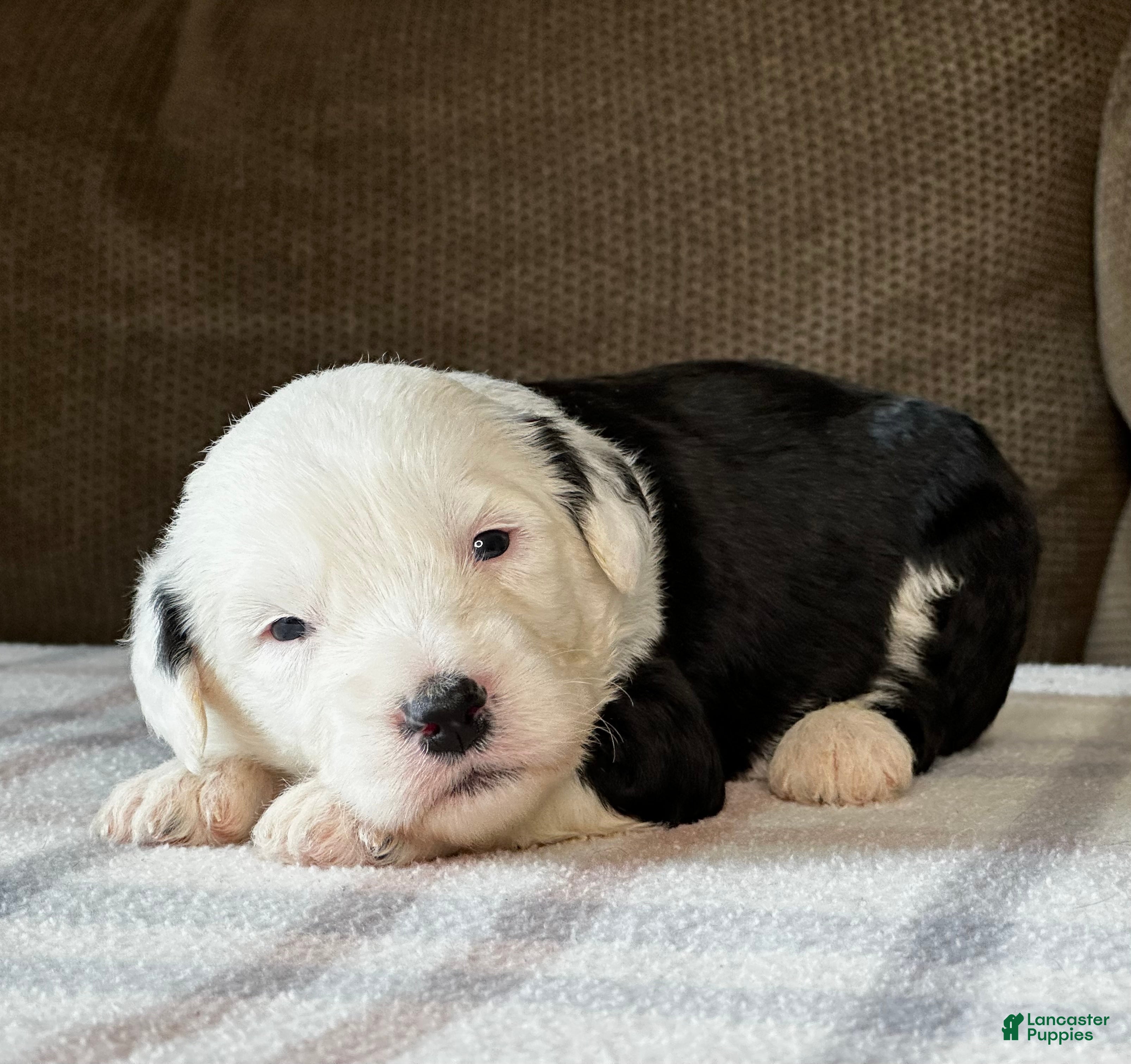 Sheepadoodle dogs Black & White Male 3 - Ad 1