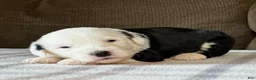 Sheepadoodle dogs for sale: Black & White Male 3 - Ad 3