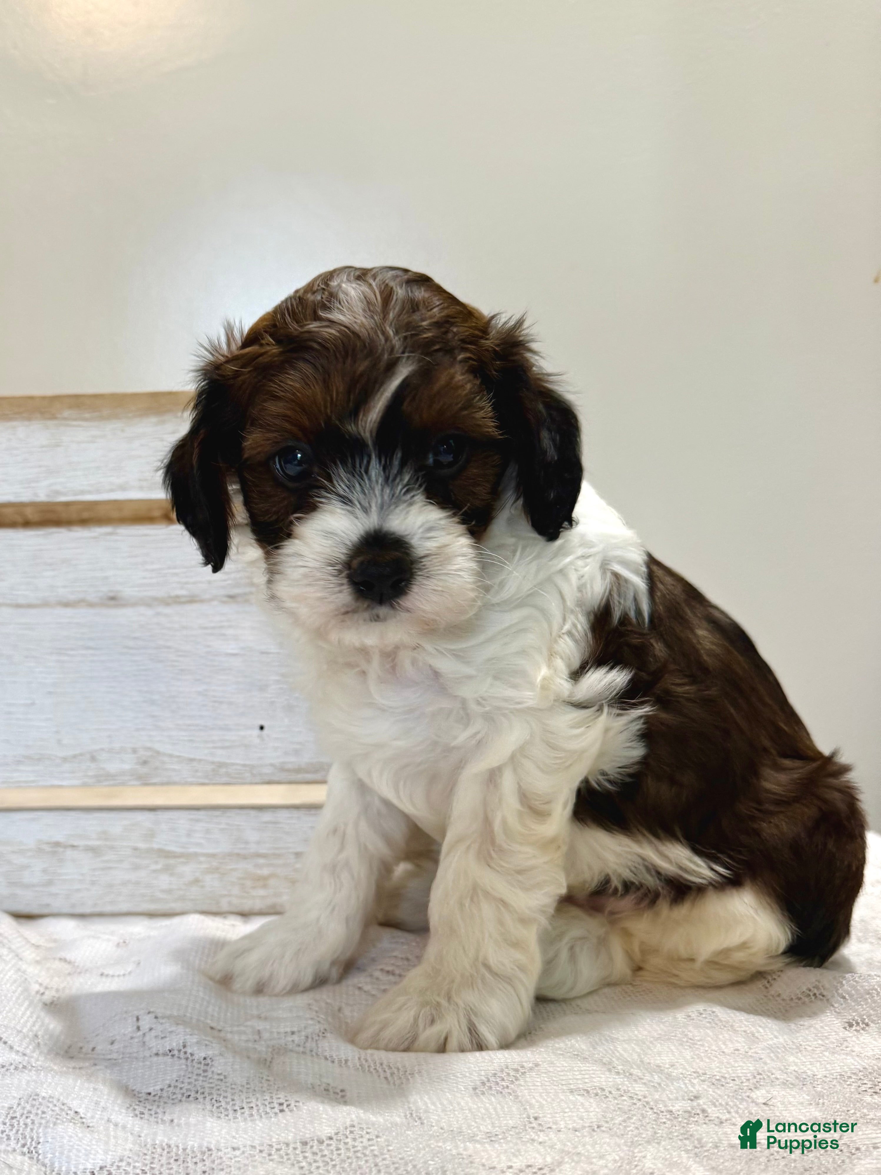 Cavapoo dogs Blueberry Cavapoo  - Ad 1