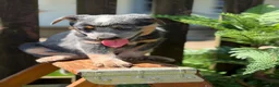 Australian Cattle Dog dogs for sale: Chloe - Ad 3