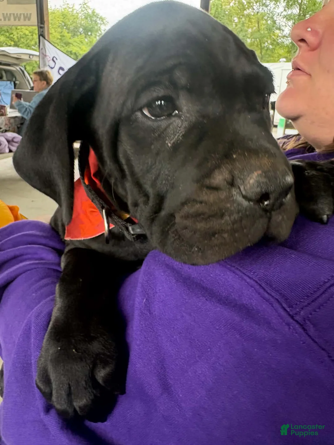 Cane Corso dogs for sale: Black - Ad 2