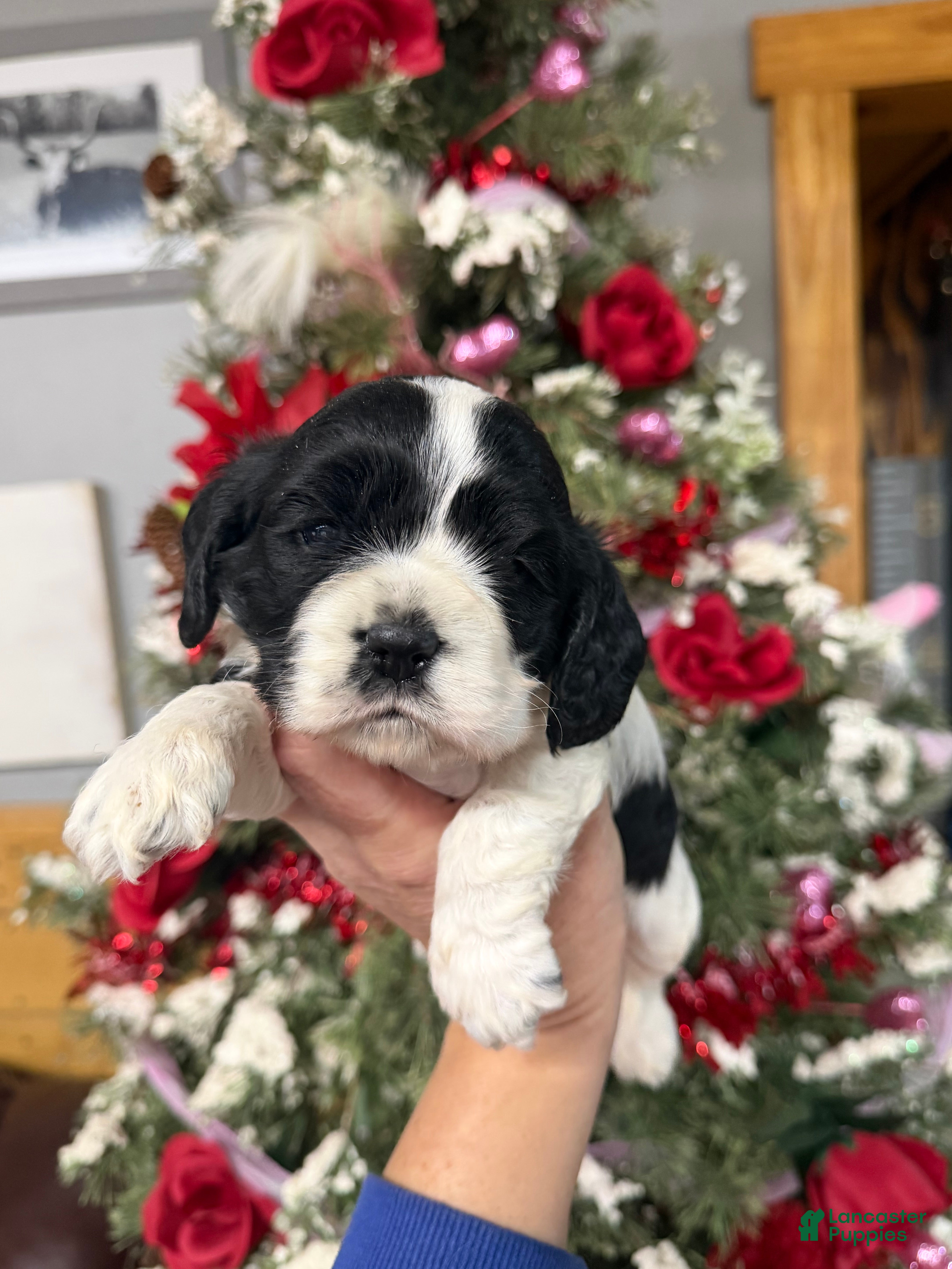 Cocker Spaniel dogs Cocker Spaniel Puppy 3 - Ad 4