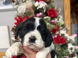 Cocker Spaniel dogs Cocker Spaniel Puppy 3 - Ad 4