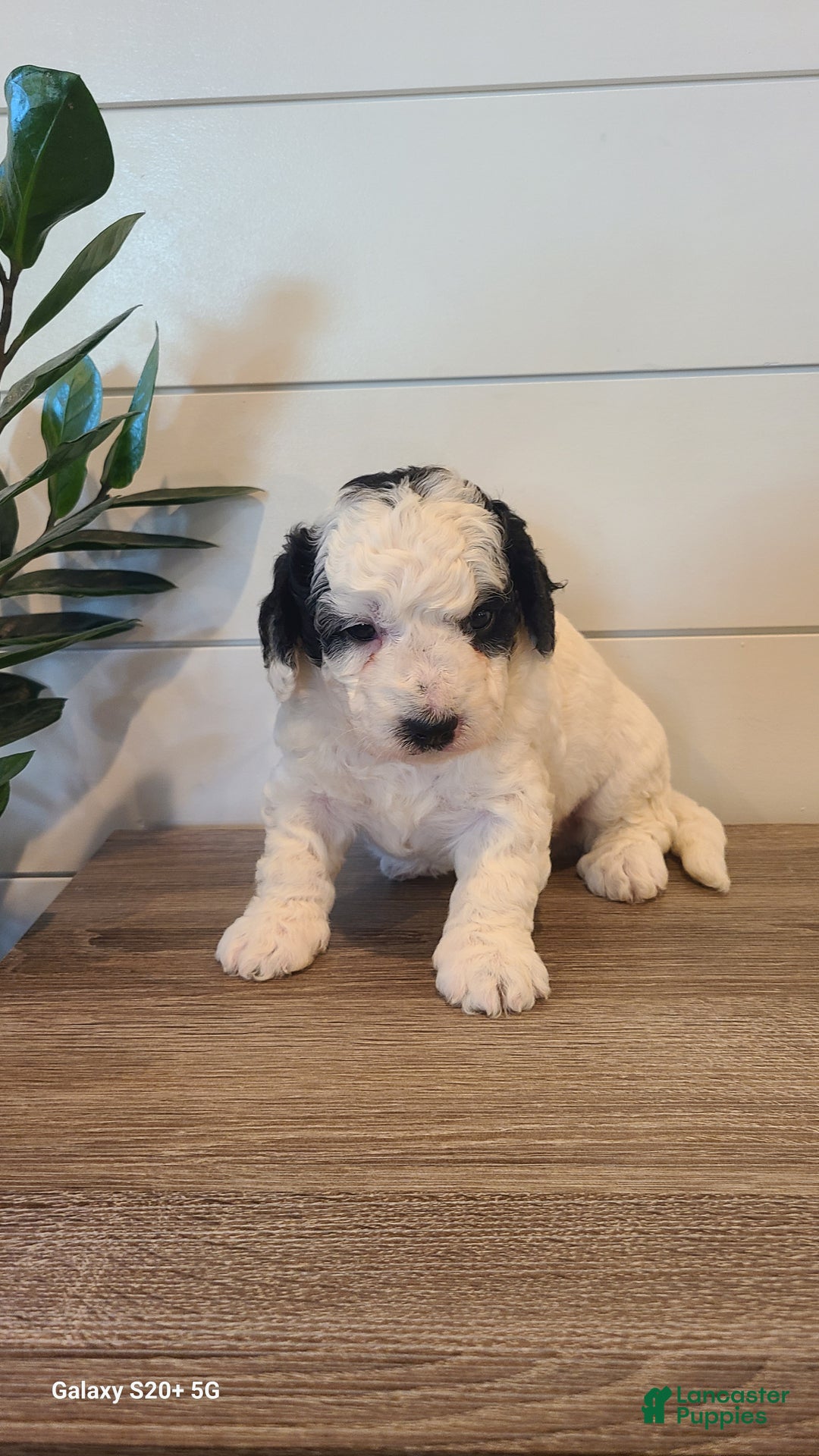 Mini Bernedoodle dogs for sale: Leo - Ad 9