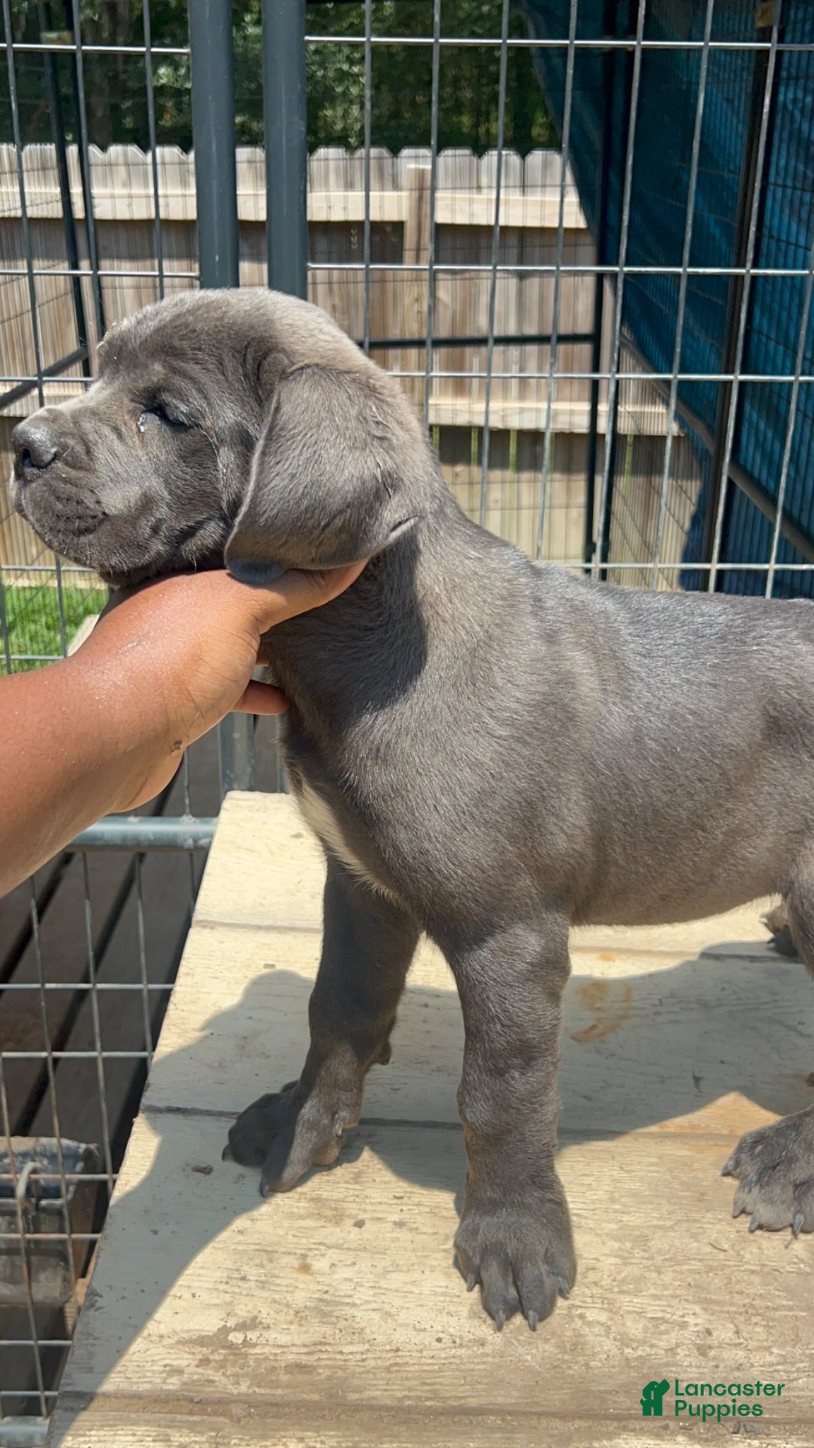 Cane Corso dogs Cane Corso 1 - Ad 1