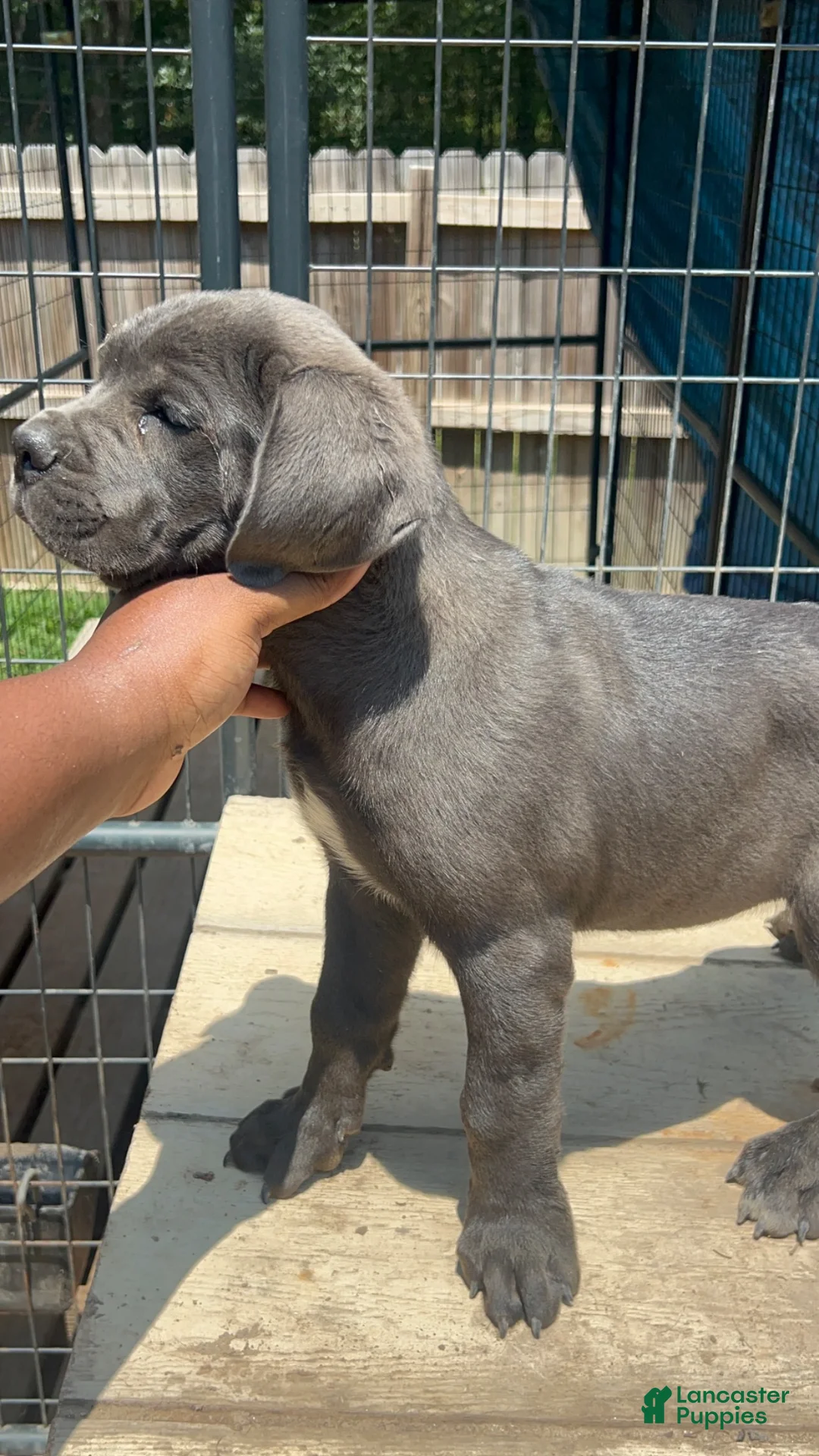 Cane Corso dogs for sale: Cane Corso 1 - Ad 1
